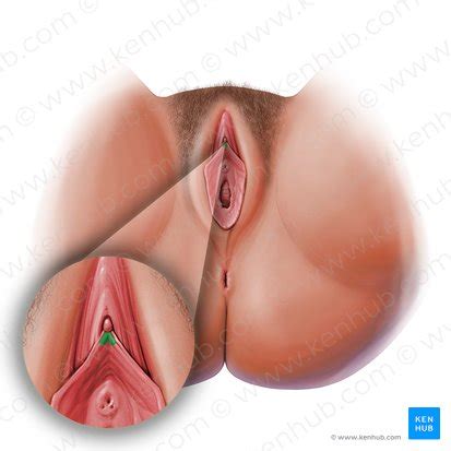 Clitoris Location Structure Diagram Kenhub