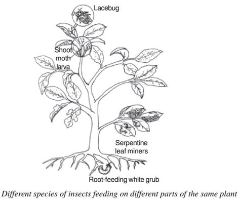 Ecotone: Edge Effect, Edge Species and Ecological Niche - PMF IAS