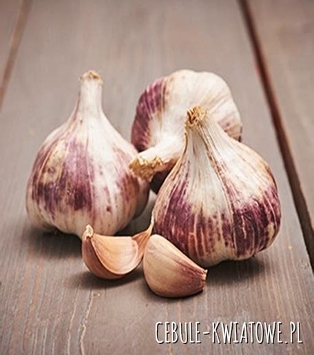 Czosnek Jadalny Ozimy Purple Garlic Germidour 0 25 Kg Cebule Kwiatowe Pl