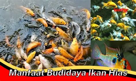 Cara Budidaya Kepiting Panduan Lengkap Untuk Pemula