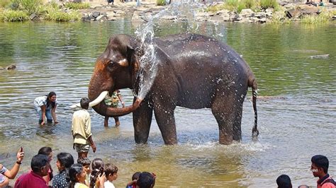 The Majestic Elephant Of Dubare Elephant Camps What Makes Them So