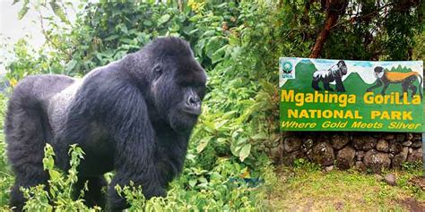 3 Days Mgahinga Gorilla Safari Gorilla Trekking Uganda