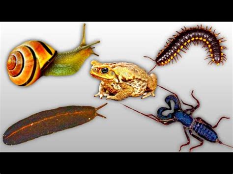 Naked Slugs Whip Scorpions Black Millipedes Frogs Flattened Snails