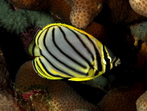 Butterflyfish - Aquatic Gardens References