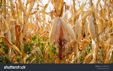 2,223 Maize Drought Images, Stock Photos & Vectors | Shutterstock