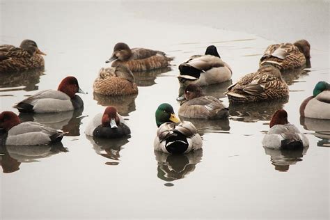 Ducks On Stoner Farm Pond Photograph By Derek Stoner Pixels