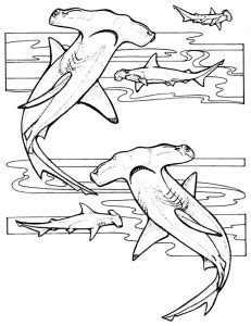 Coloriages de Requins faciles pour enfants Gratuits à imprimer