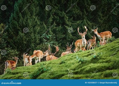 Deers Near The Forest Stock Image Image Of Cloven Antlers 102438637