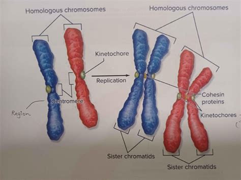 Chromatids Vs Chromosomes