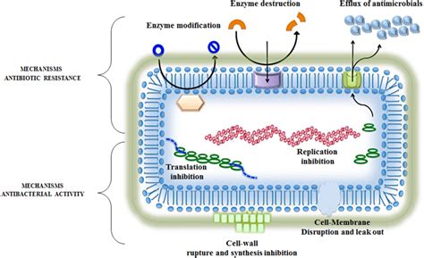 Antibacterial activity and bacterial resistance mechanisms | Download Scientific Diagram