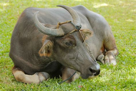 Carabao Philippines Image Taken By Rickyleestjohn Flickr