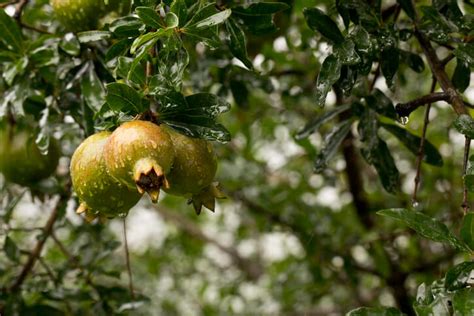 ᐅ Granatapfelbaum schneiden Anleitung und Tipps