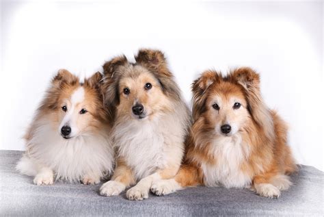 Los Problemas De Salud M S Comunes En Shelties Con Mis Mascotas