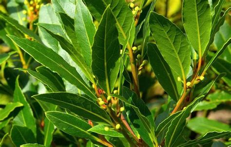 As Melhores Plantas Para Fazer Aduba O Verde Na Sua Horta