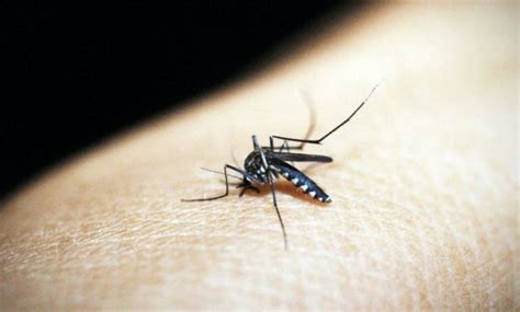 Dengue-mosquito-bite | Sitaram Bhartia Institute of Science and Research