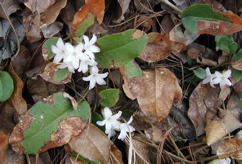 Trailing Arbutus Flowers Hide Among the Leaves