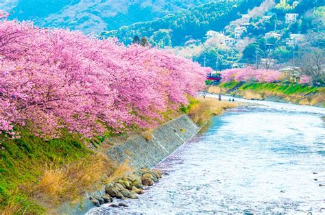 Cherry Blossoms／桜 Nagoya Travel Guide Meitetsu World Travel