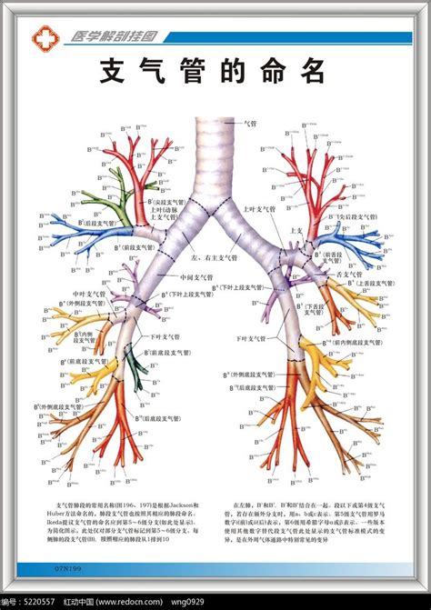支气管的命名挂图图片下载 红动中国