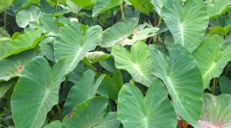 Corm Of Colocasia