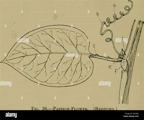 Passion flower climbing tendrils hi-res stock photography and images - Alamy