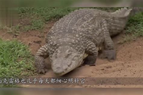 老人养了一条鳄鱼30年，如今鳄鱼已经110岁，成全球之最！鳄鱼老人全球