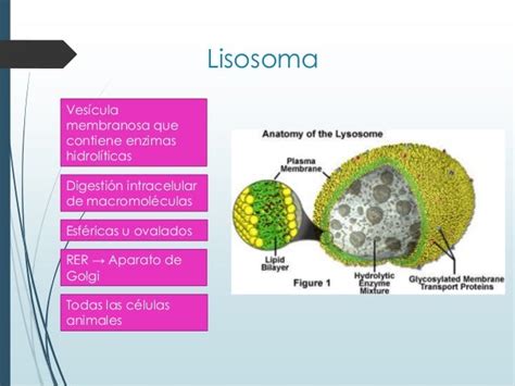 Lisosomas