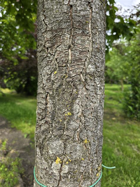 Liquidambar Formosana Var Monticola Is Een Bijzondere Boom