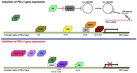 Ijms Free Full Text Regulation Of Pd L1 Expression By Nuclear Receptors