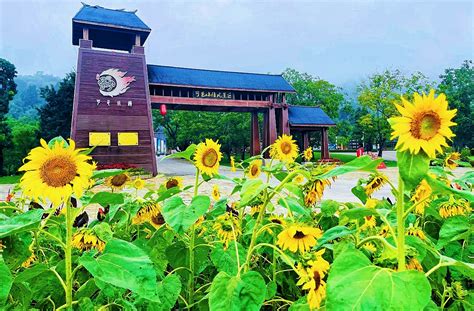 一村一景 云南弥勒可邑村：万株葵花扮靓山寨乡村干部报网