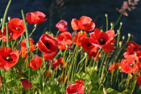 Coquelicot Fleur Rouge Photo Gratuite Sur Pixabay Pixabay