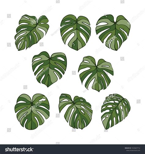 Monstera Deliciosa Plant Leaf Line Art Isolated On Background Plant