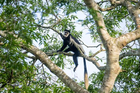 Colobus monkey - Stock Image - C056/6285 - Science Photo Library