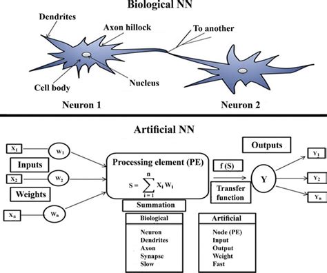 Structure Of Biological And Artificial Neural Networks Download Scientific Diagram