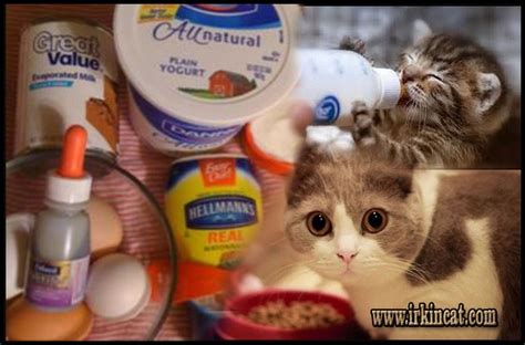 How To Make Kitten Formula Recipe Easy | irkincat.com