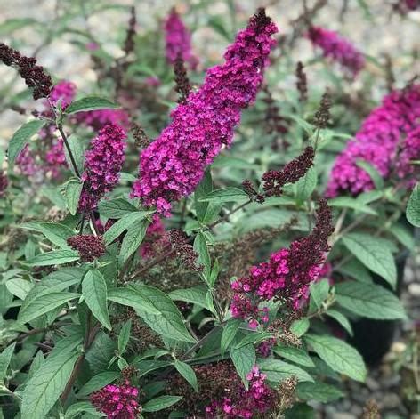 Buddleja Davidii Buzz Hot Raspberry Butterfly Bush Middleton