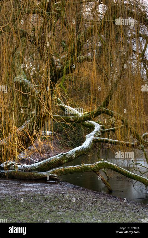 Vondelpark in winter Stock Photo - Alamy