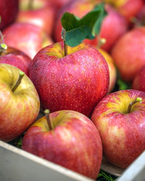 European Apples Ripe For The Middle East Market Following A Successful