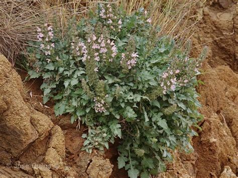 Salvia Taraxacifolia