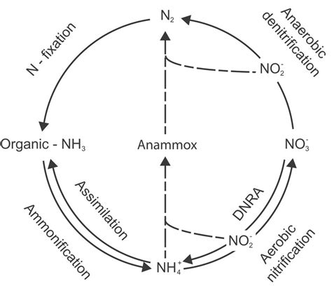 Simplified N Cycle Showing How Anaerobic Ammonium Oxidation Anammox Download Scientific