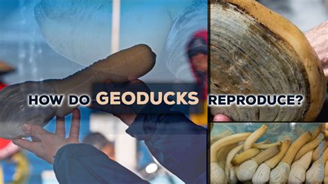 Geoduck Facts & Information Guide - sharksinfo.com