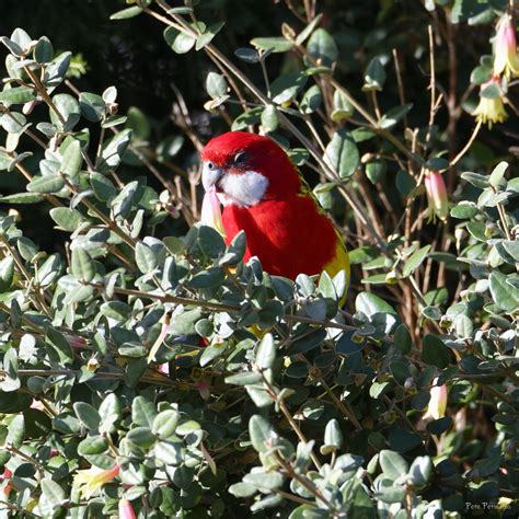 Eastern Rosella From Ocean Grove Barwon Heads VIC Australia On July