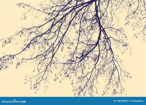 Naked Trees In Winter Against The Sky Bottom View Stock Photo Image Of Nature Cold