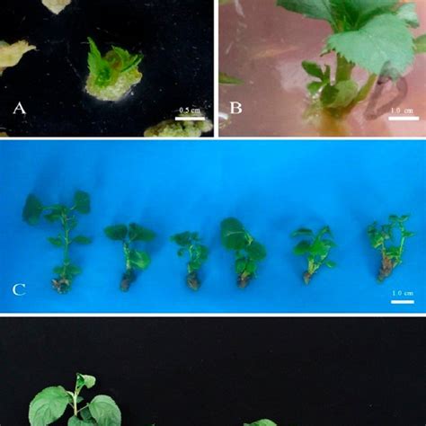 Transformation Of Hanfu Apple With Interference RNA Vector For The