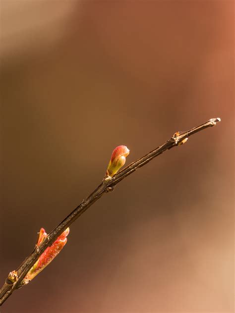 Kostenlose Foto Natur Ast Tau Wachstum Pflanze Boden Fotografie