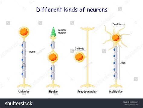 Vektor Stok Different Kinds Neurons Neuron Types Unipolar Tanpa