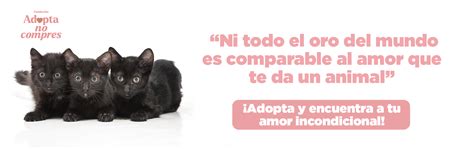 Fundación Adopta No Compres Perros Y Gatos En Adopción En Bogotá