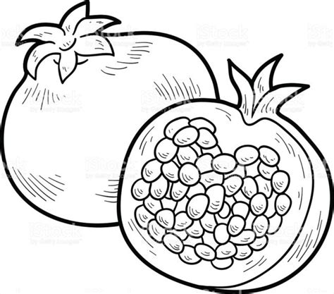 Pomegranate Drawing at GetDrawings | Free download