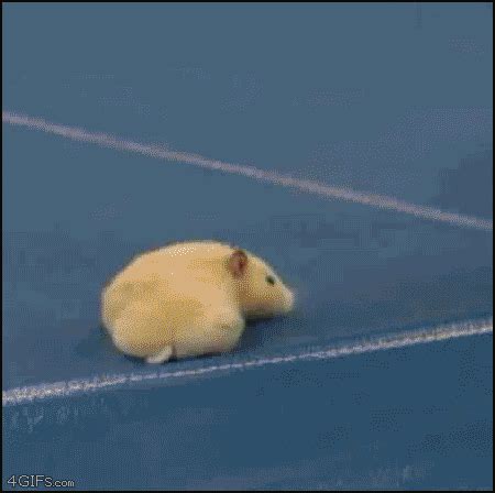 Gerbil GIFs - Find & Share on GIPHY