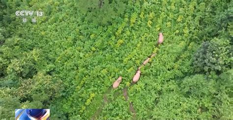 云南五项野生亚洲象保护地方标准施行中国网