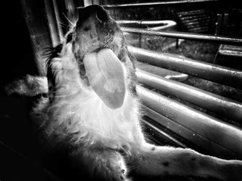 Thats why my Windows are really clean..... : r/aww